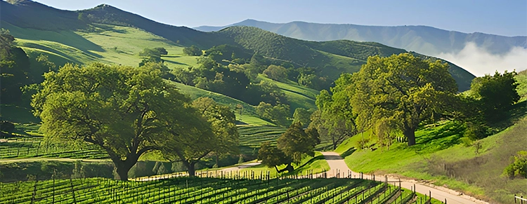 Walk-in-the-Vineyard_DIE-03-26-08-11_CFOB.webp Walk-in-the-Vineyard_DIE-03-26-08-11_CFOB.webp